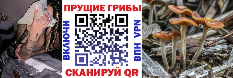 купить   это клад  Псилоцибиновые грибы GOLDEN TEACHER  Терек  omg tor 
